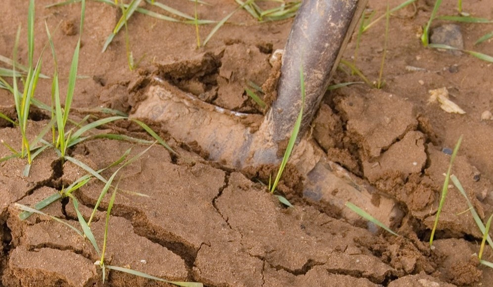 Spade in soil, with surface crust and cracks where soil capping has occurred.